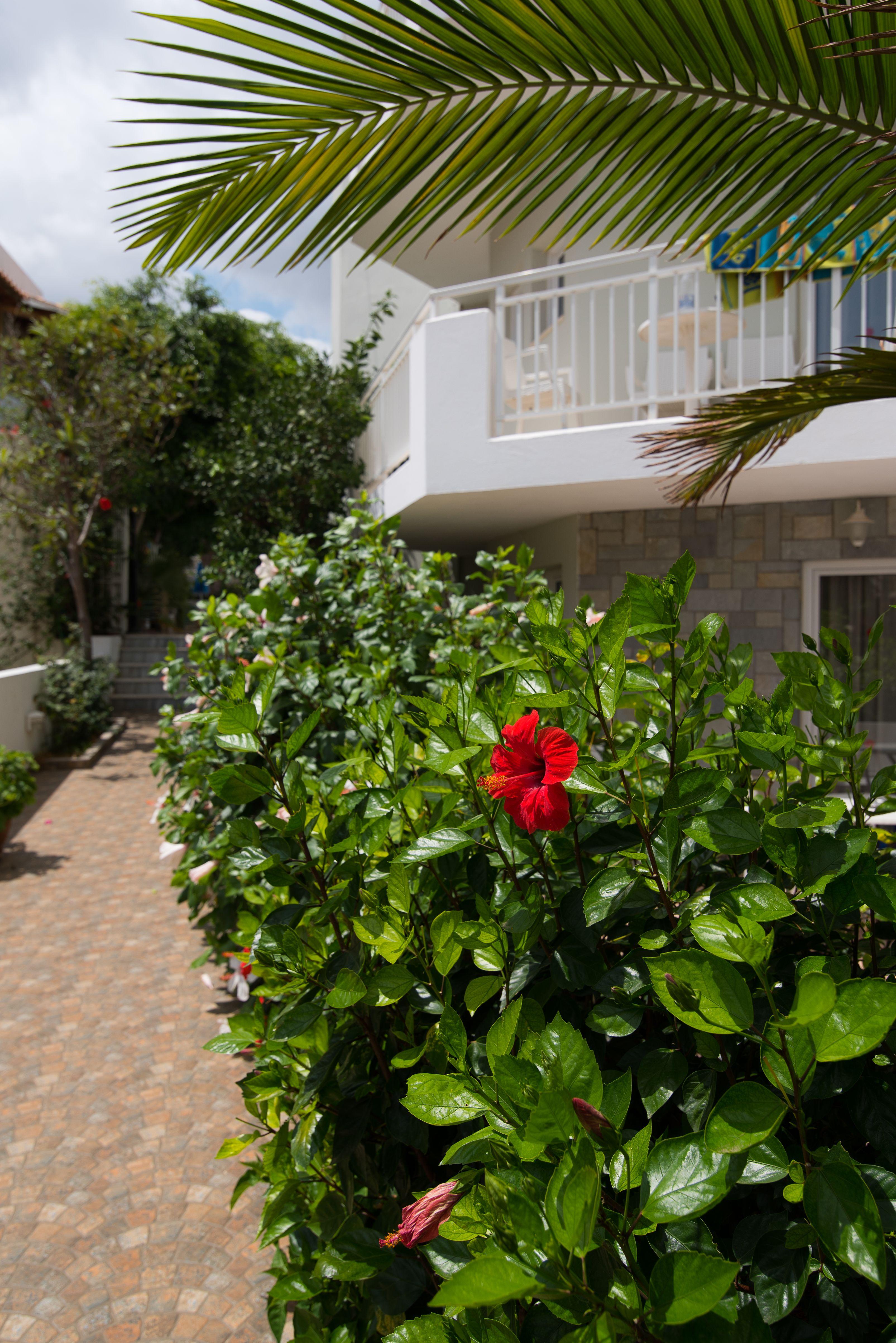 Melissa Apartments, Studios & Suites Malia Exteriör bild